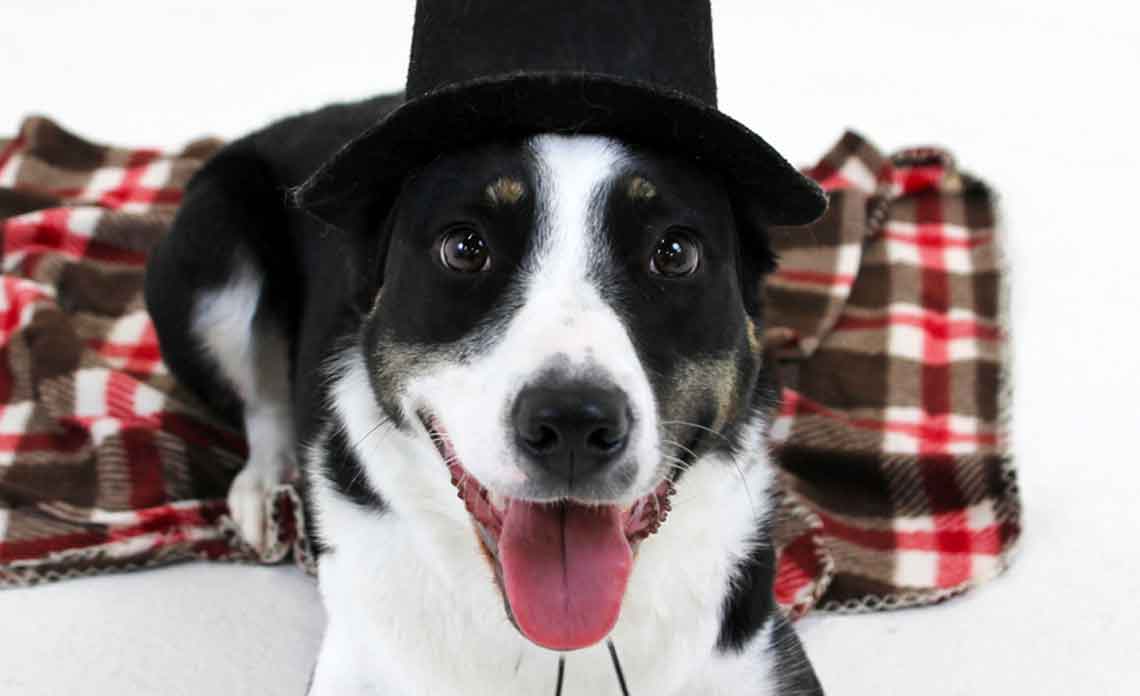 Dog with pilgrim hat from Operation Kindness, North Texas No-Kill Animal Shelter