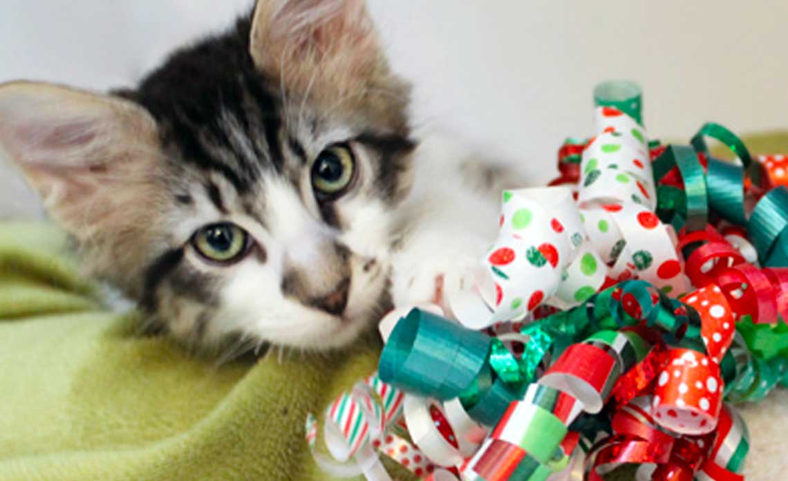 Holiday gift wrapping at Barnes and Noble featuring Ester Mooring and Operation Kindness | North Texas No-Kill Animal Shelter