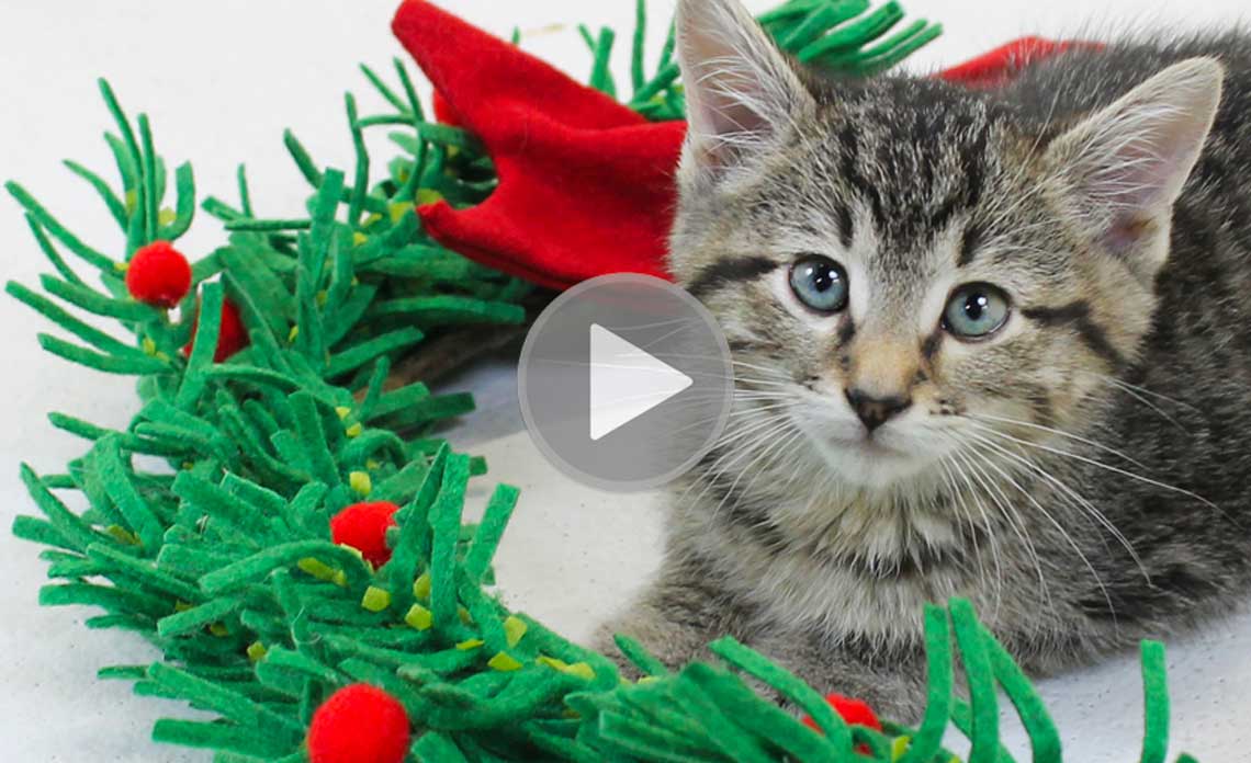 Adoptable kitten and Christmas wreath | Operation Kindness Blog: A Holiday Video for You