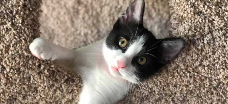 Adoptable kitten playing in a cat house at Operation Kindness, no-kill animal shelter