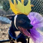 Operation Kindness Gallery: Pets in Halloween Costumes
