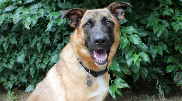 Lobo, an adoptable dog at Operation Kindness' No-Kill Animal Shelter in North Texas