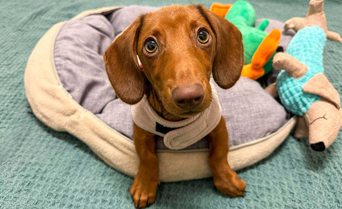 Mouthy puppy 2025