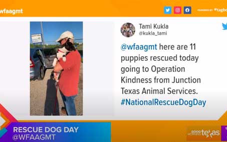 Newsroom | Good Morning Texas Rescued Puppies Go To Operation Kindness | Operation Kindness North Texas No-Kill Animal Shelter