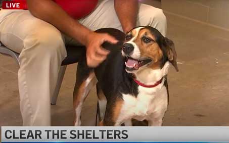 Newsroom Feature Image | Operation Kindness North Texas No-Kill Animal Shelter