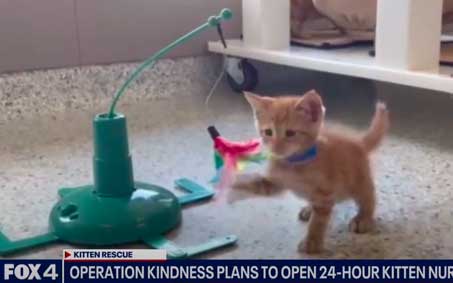 Newsroom Feature Image | Operation Kindness North Texas No-Kill Animal Shelter