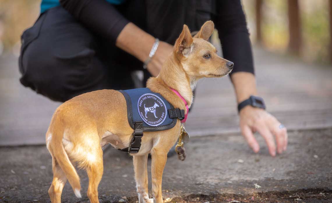 Operation Kindness partners with Dogs for Better Lives to train shelter dogs to be service dogs