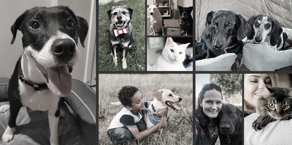 Collage of adopted pets and their forever families | Success stories of Operation Kindness No-Kill Animal Shelter in North Texas