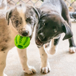 puppy care kit