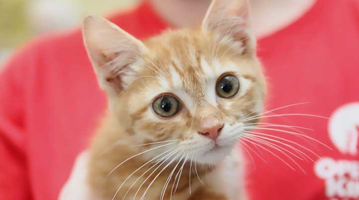 Ross, an adoptable cat at Operation Kindness' No-Kill Animal Shelter in North Texas