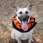 Operation Kindness Gallery: Pets in Halloween Costumes