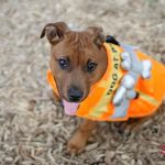 Operation Kindness Gallery: Pets in Halloween Costumes