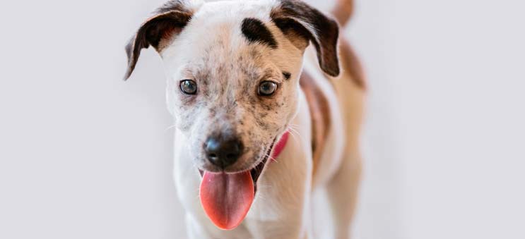 A happy puppy available for adoption through Operation Kindness, a leading no-kill animal shelter in North Texas