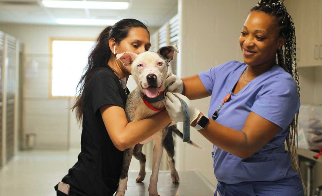 Operation Kindness transfers 10 dogs from a cruelty case in southeast Texas