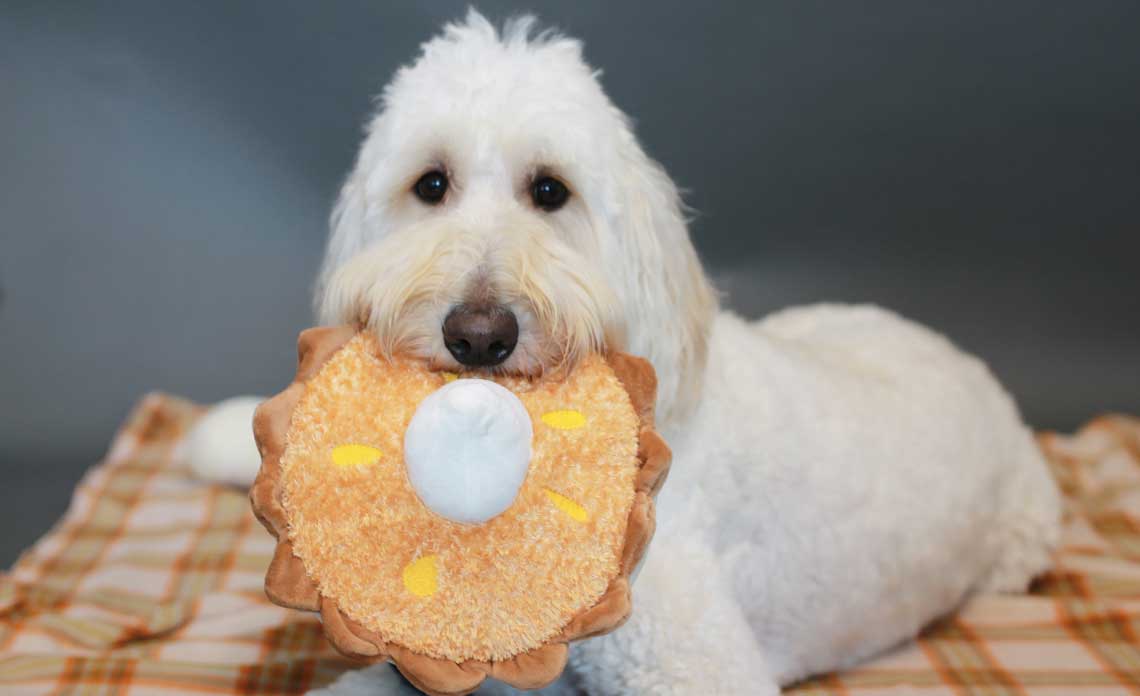 Pet-safe Thanksgiving foods.