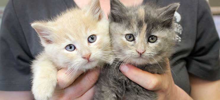 Two adoptable kittens being help by an Operation Kindness volunteer | North Texas' Leading No-Kill Animal Shelter and Adoption Center