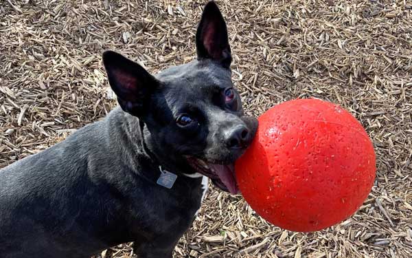 Operation Kindness Ultimutt Energetic, Adoptable Dog