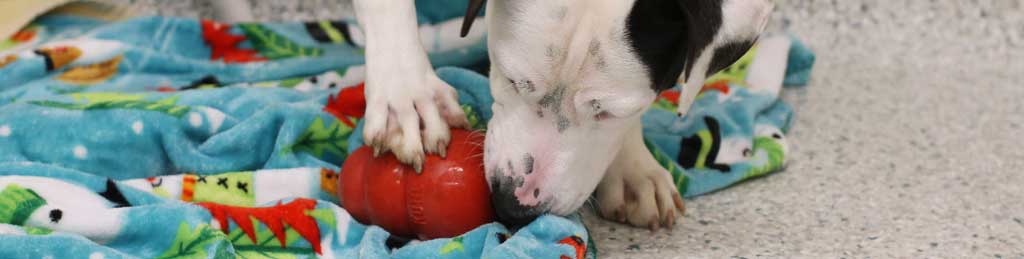 Dog with enrichment toy