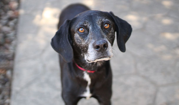 Wendy an adoptable senior dog at Operation Kindness | Planned Giving