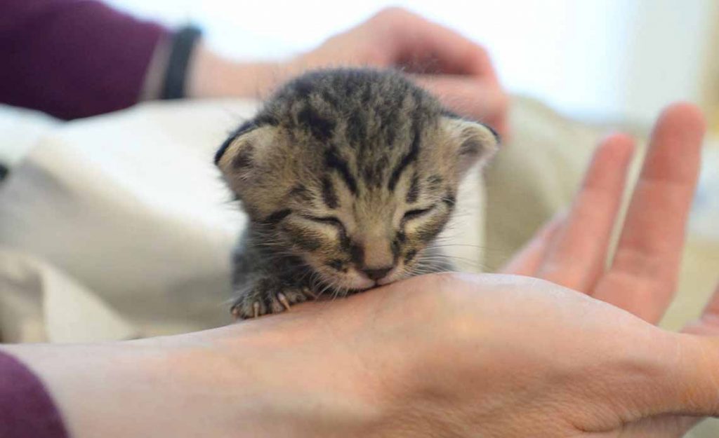 Operation Kindness Blog - What to do if you find kittens | North Texas No-Kill Animal Shelter