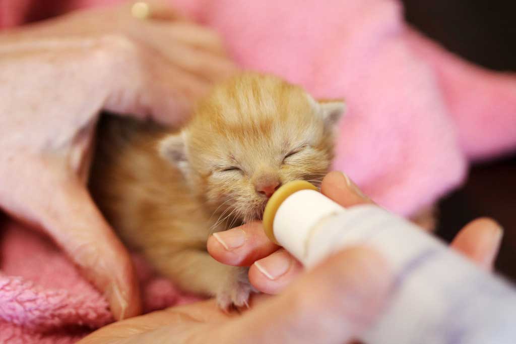Kitten being bottle fed in the nursery at Operation Kindness