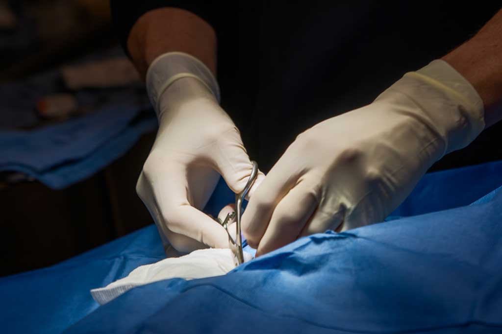 Veterinarian performing surgery at Operation Kindness