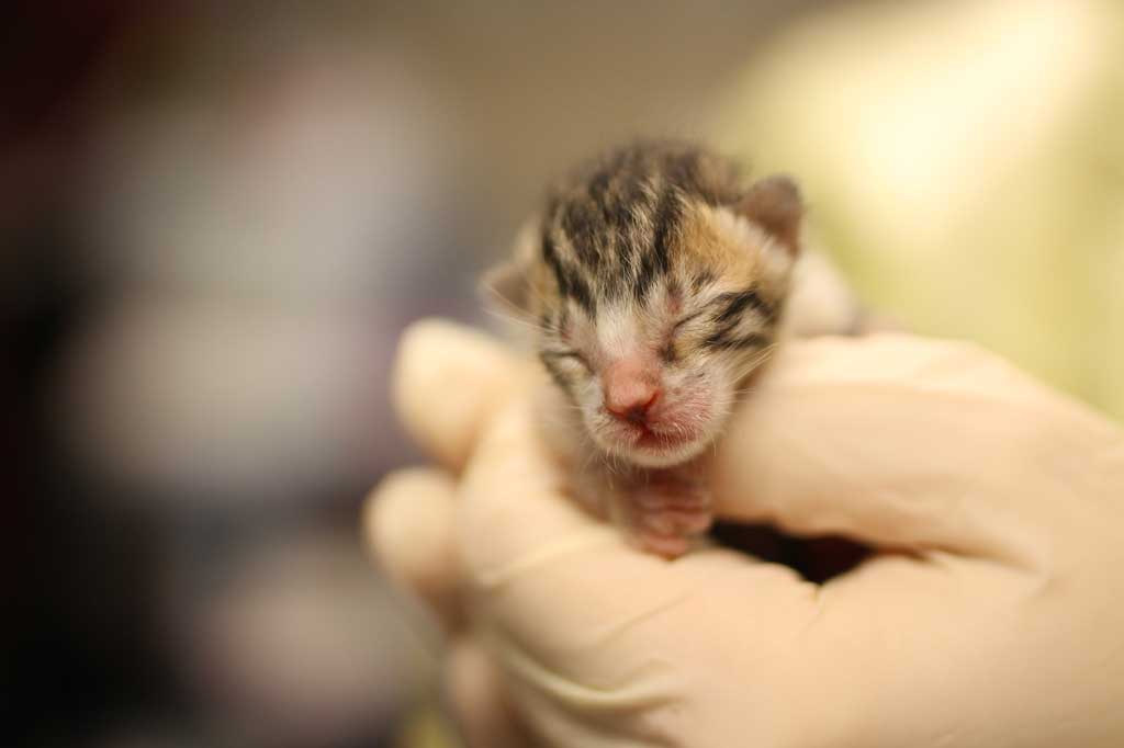 Kitten in the 24-hour nursery at Operation Kindness