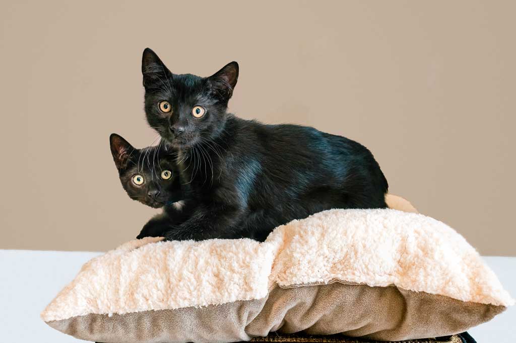 Two black cats at Operation Kindness