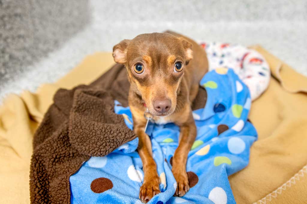 Chihuahua at Operation Kindness
