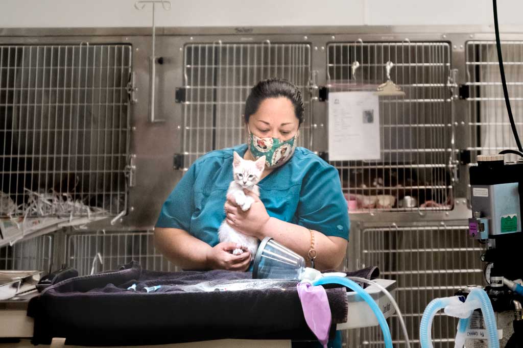 Veterinary technician with a cat at Operation Kindness