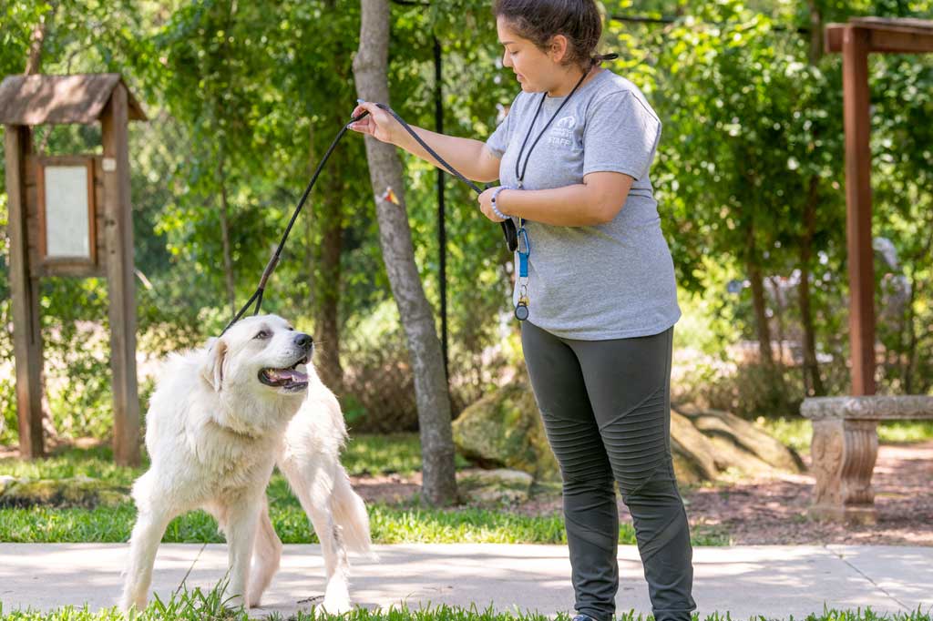 Operation Kindness staff member working with a dog at the lifesaving shelter