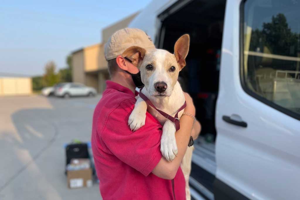 Dog arriving from an interstate transport at Operation Kindness