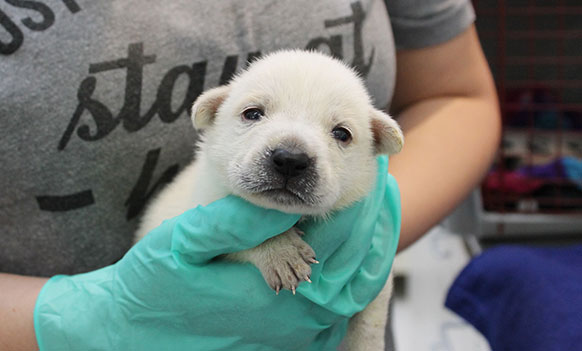 Puppy being held by foster parent | Operation Kindness No-Kill Animal Shelter